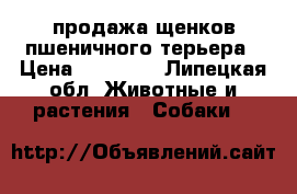 продажа щенков пшеничного терьера › Цена ­ 25 000 - Липецкая обл. Животные и растения » Собаки   